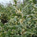 Sarcococca ruscifolia fleur